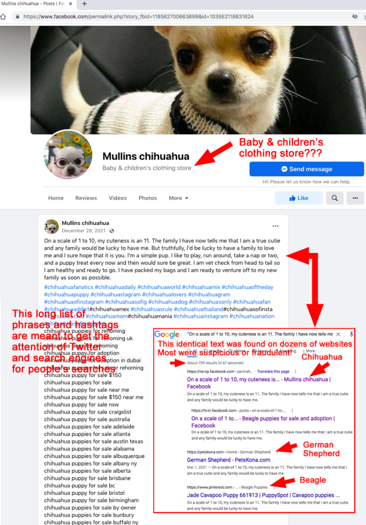 mullins chihuahua facebook scam