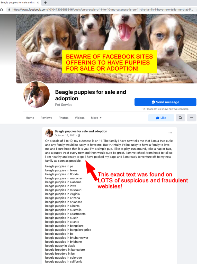beagle puppies sale scam facebook