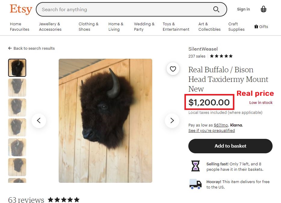 taxidermy bison real price