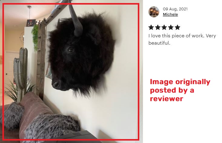 taxidermy bison review image