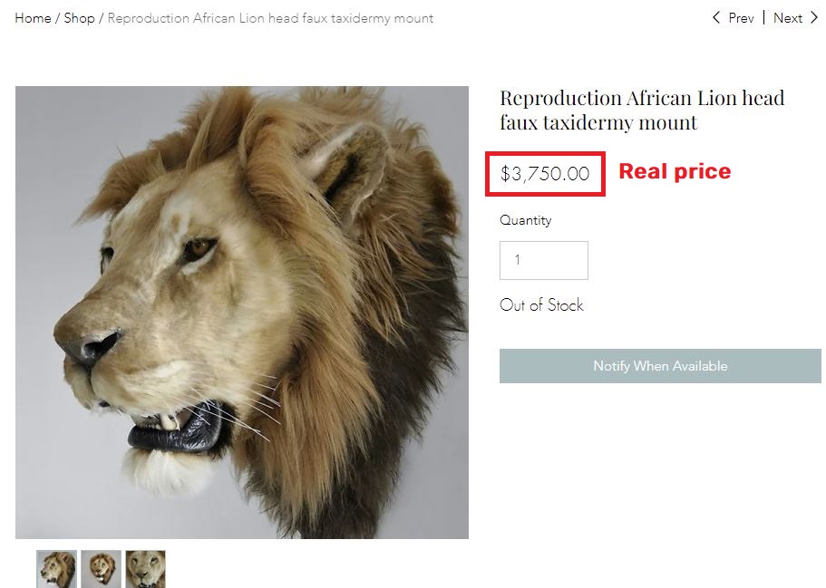 Chriatshop scam taxidermy lion fake price